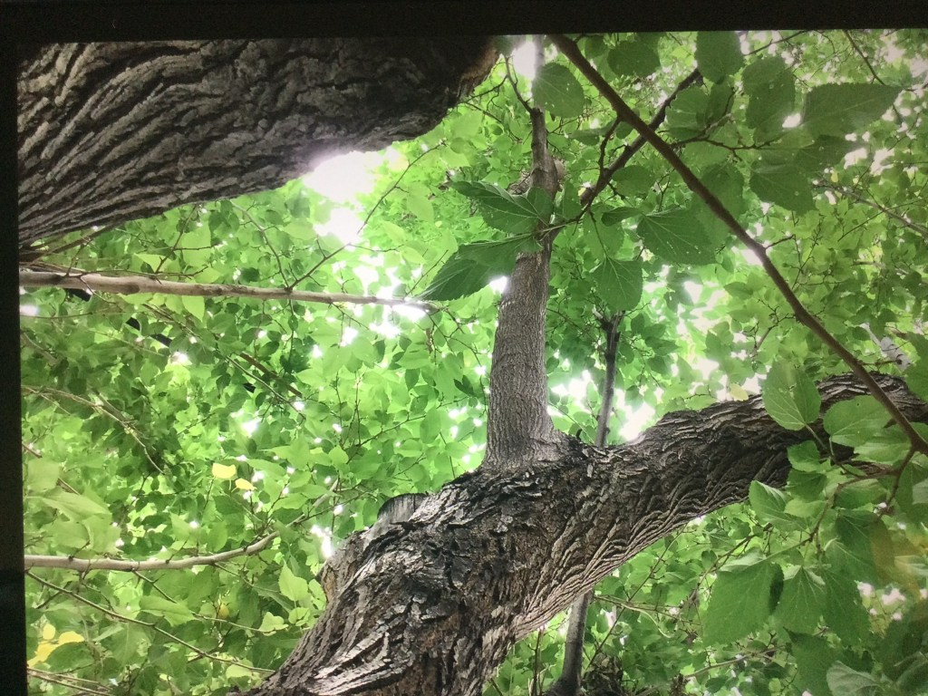 "The perfect tree." Sun coming through green leaves. 